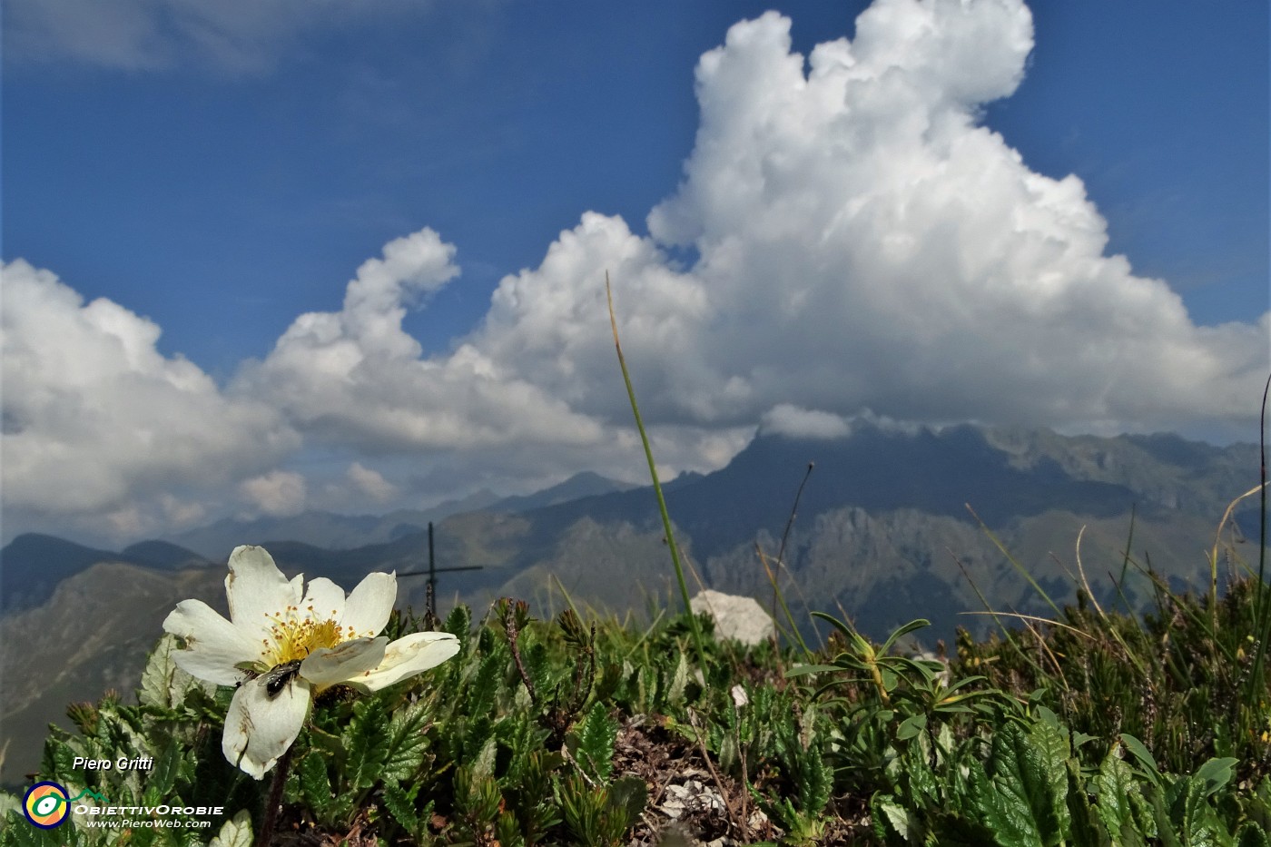 05 Ultimo camedrio alpino fiorito per la croce di vetta della Corna Grande ( 2089 m).JPG